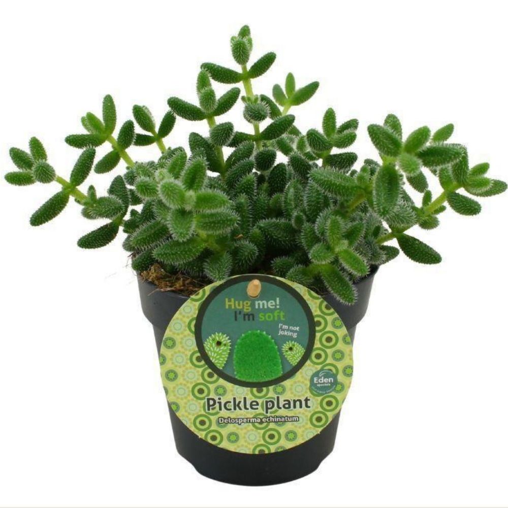 Green Inspiration Delosperma Echinatum 12cm Pot