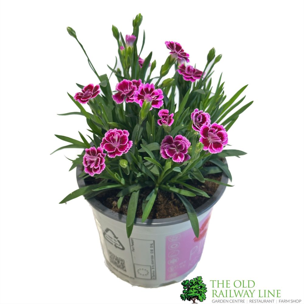 Green Inspiration Dianthus 'Pink Kisses' 12cm Pot