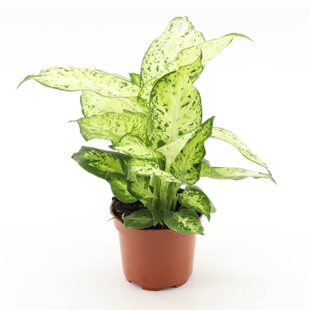 Green Inspiration Dieffenbachia 'Amy' 12cm Pot