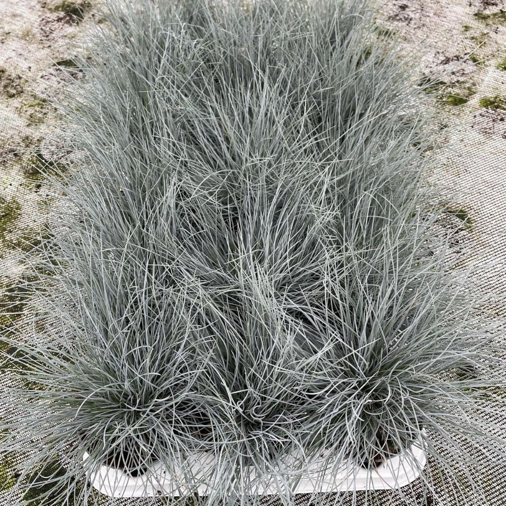 Green Inspiration Festuca Cinerea Eisvogel 10.5cm Pot