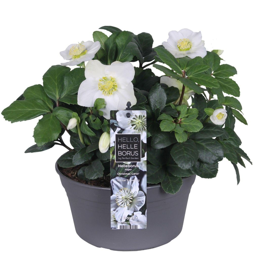 Green Inspiration Helleborus Niger Christmas Carol 19cm Bowl