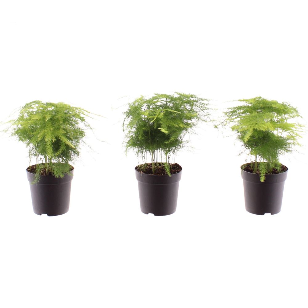 Green Inspiration Mini Asparagus Plumosus 7cm Pot