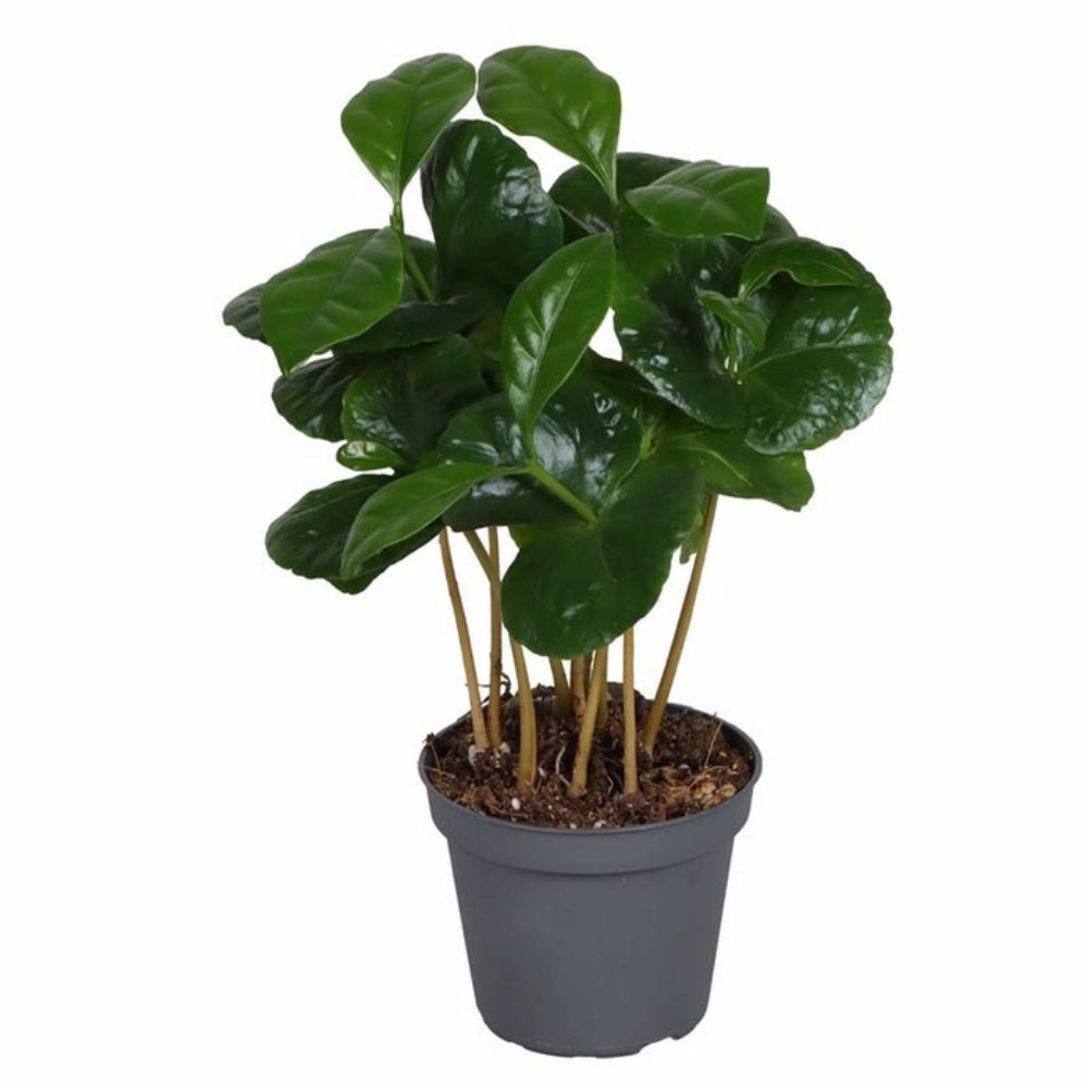 Green Inspiration Mini Coffea Arabica 6cm Pot
