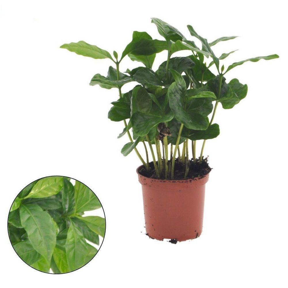 Green Inspiration Mini Coffea Arabica 7cm Pot