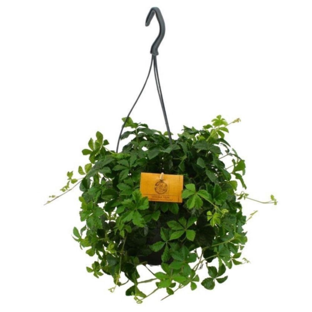 Green Inspiration Parthenocissus Striatha 15cm Hanging Pot