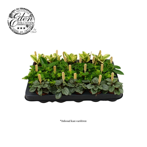 Green Inspiration Peperomia Mixed Houseplant 5.5cm Pot