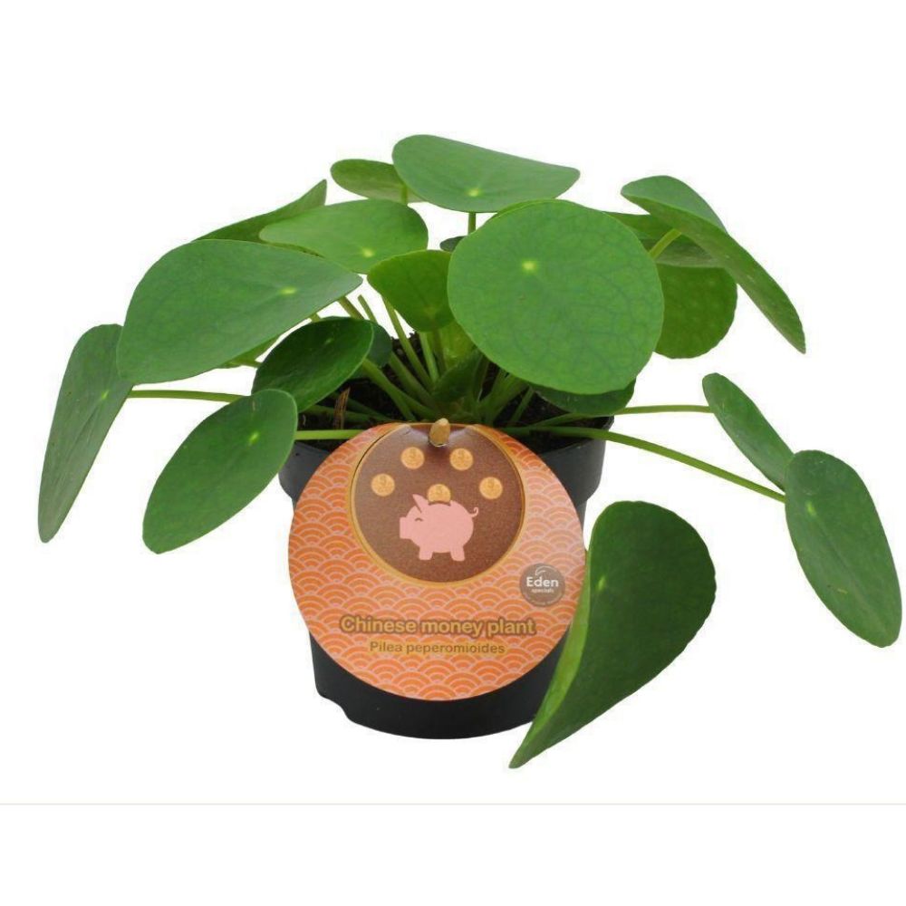 Green Inspiration Pilea Peperomioides 10.5cm Pot
