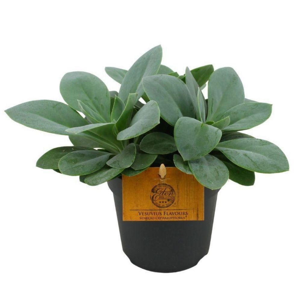 Green Inspiration Senecio Cephalophorus 10.5cm Pot