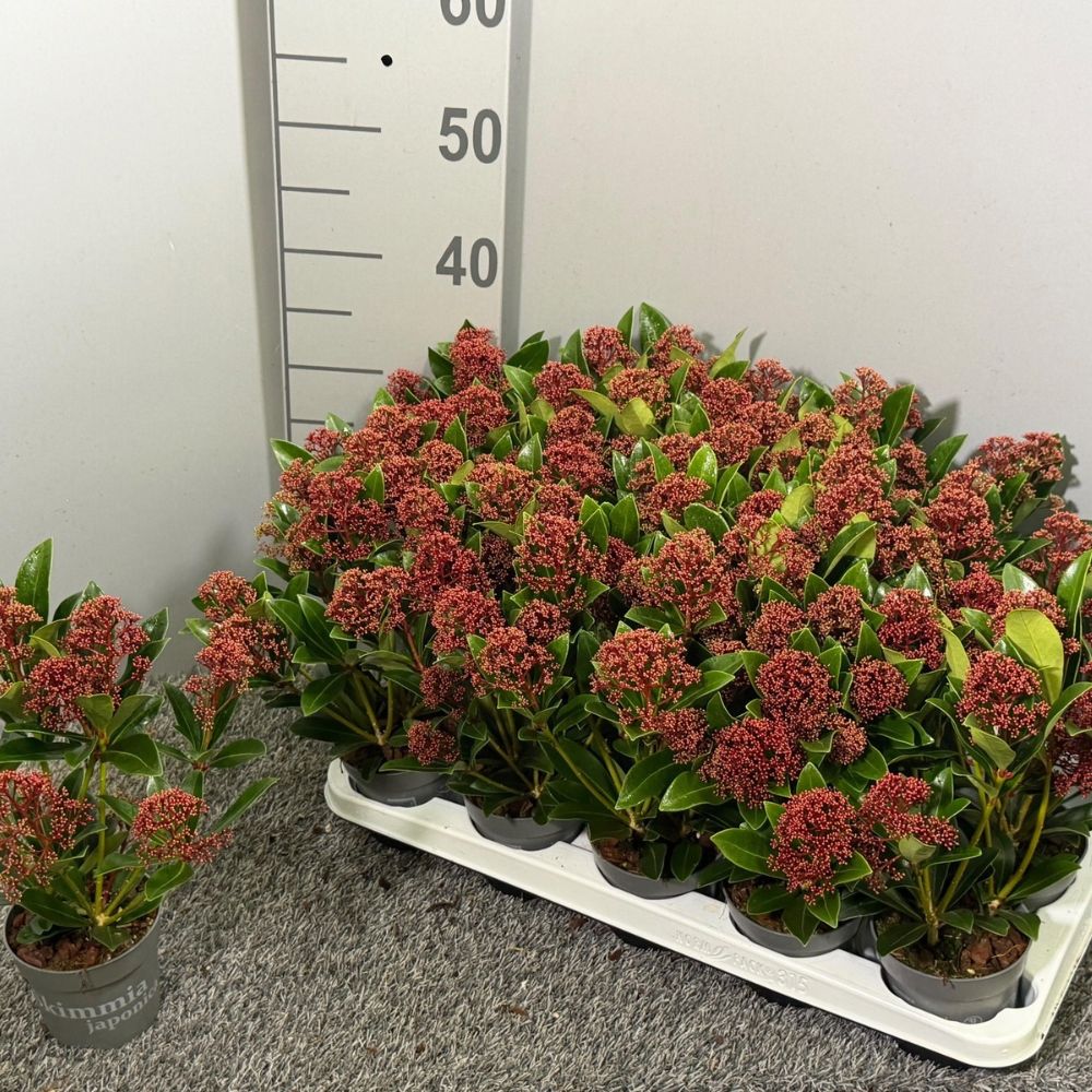 Green Inspiration Skimmia Japonica 'Rubella' 13cm Pot