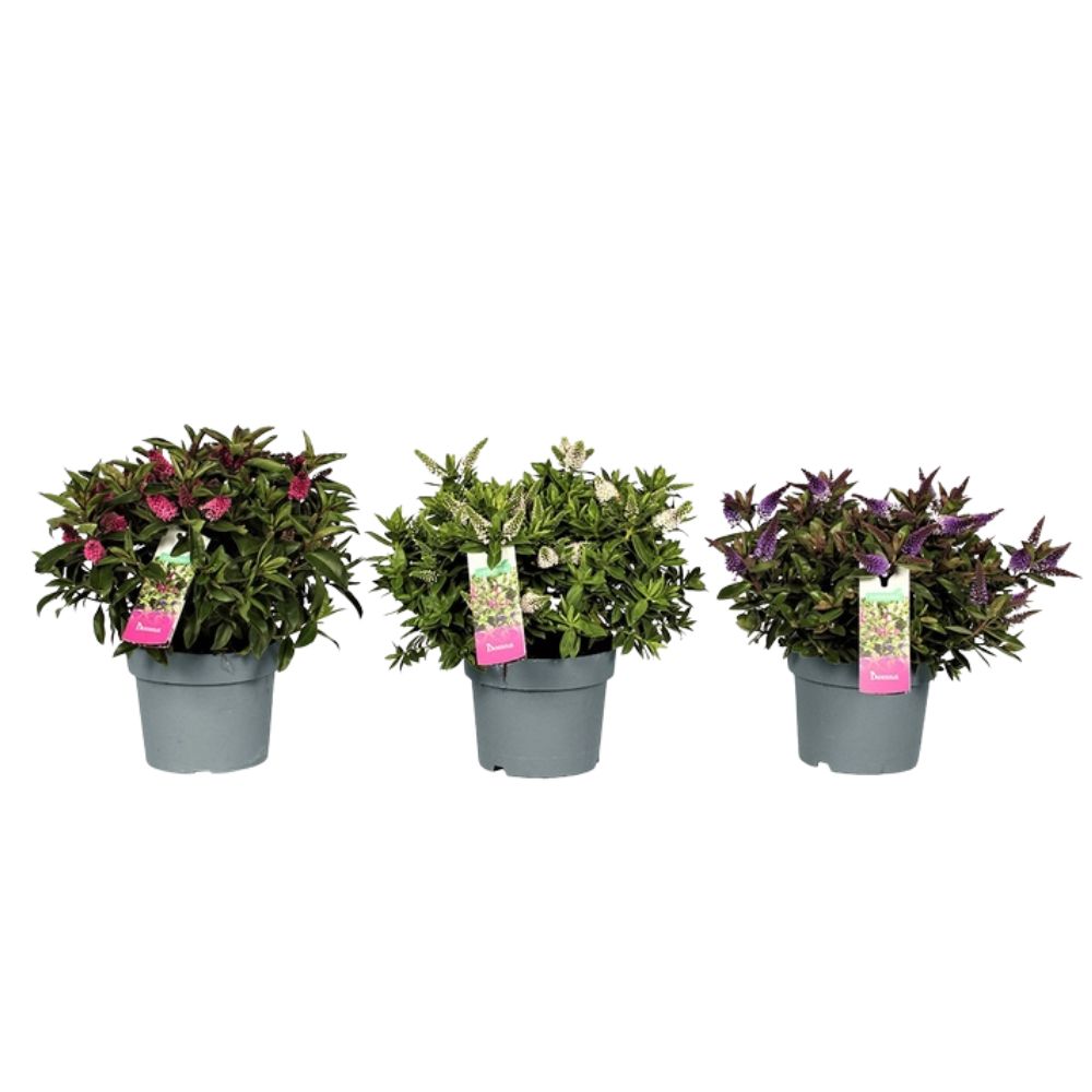 Hebe 'Addenda' Plant - 17cm Pot - Mixed