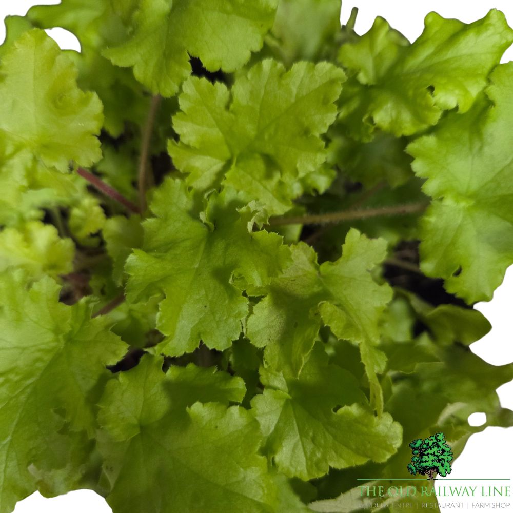 Heuchera 'Lime Marmalade' Plant - 3Ltr Pot