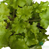Heuchera 'Lime Marmalade' Plant - 3Ltr Pot