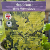 Heuchera 'Lime Marmalade' Plant - 3Ltr Pot