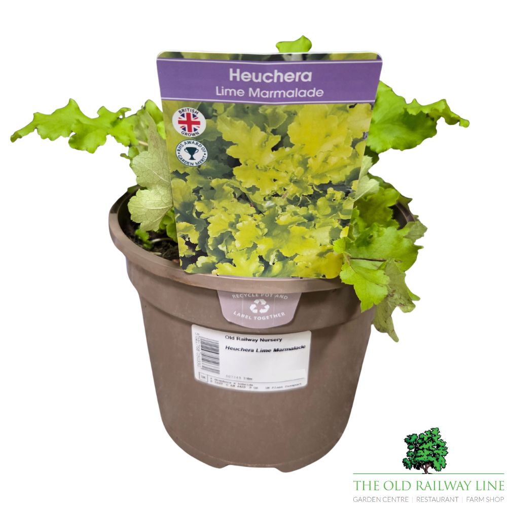 Heuchera 'Lime Marmalade' Plant - 3Ltr Pot
