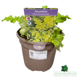 Heuchera 'Lime Marmalade' Plant - 3Ltr Pot