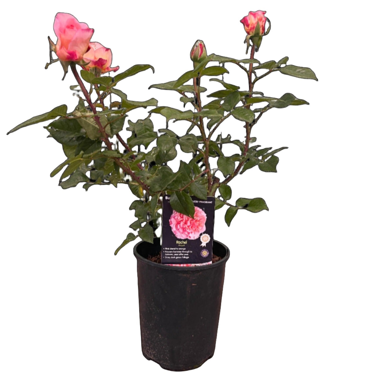 Whartons 'Rachel' Pink Hybrid Tea Rose 4Ltr Pot
