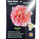 Whartons 'Rachel' Pink Hybrid Tea Rose 4Ltr Pot
