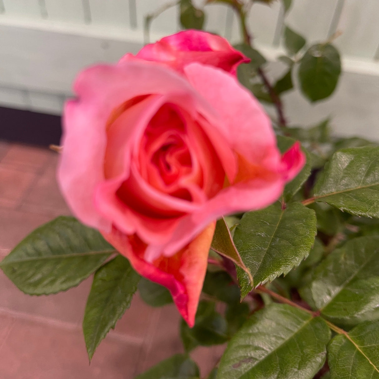 Whartons 'Rachel' Pink Hybrid Tea Rose 4Ltr Pot