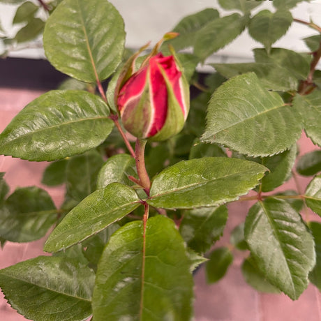 Whartons 'Rachel' Pink Hybrid Tea Rose 4Ltr Pot