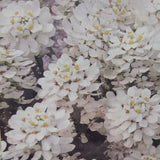 Iberis sempervirens 'Appen-Etz' Candytuft Plant - 1Ltr Pot