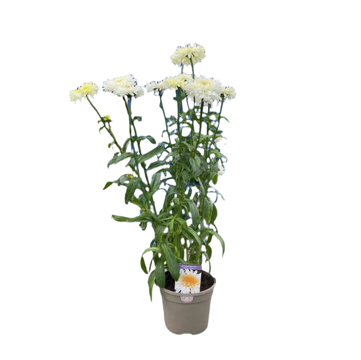 Leucanthemum x superbum 'Real Charmer' Daisy Plant - 3Ltr Pot