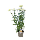 Leucanthemum x superbum 'Real Charmer' Daisy Plant - 3Ltr Pot