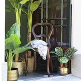 Kaemingk Artificial Calathea In Plastic Pot