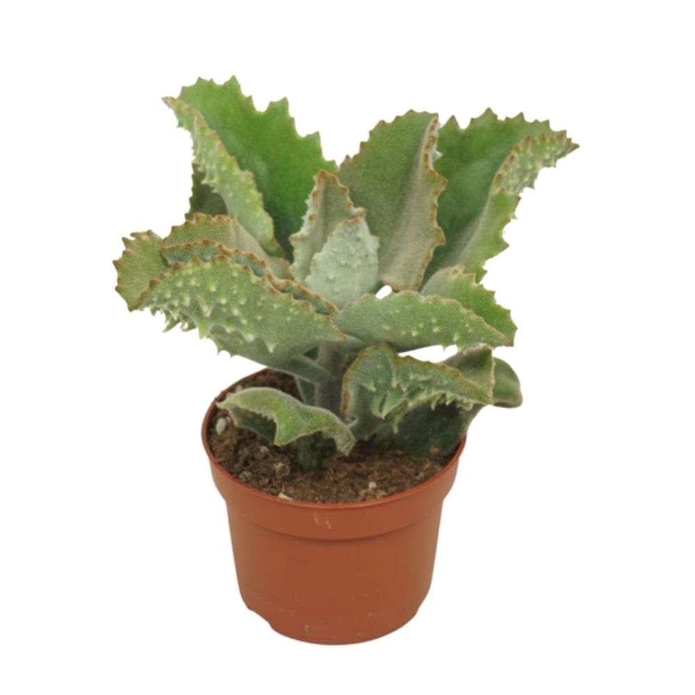 Kalanchoe beharensis 'Feltbush' Succulent Plant - 10cm Pot