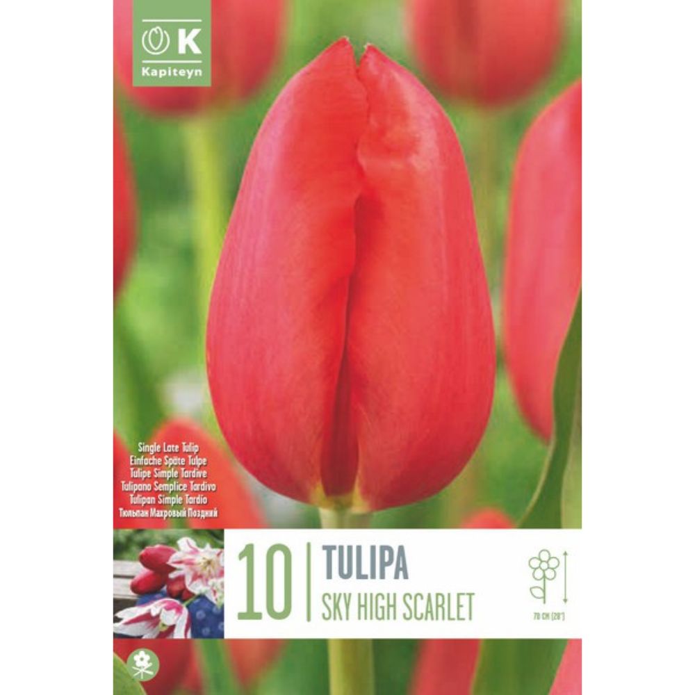 Kapiteyn 10 Tulip Sky High Scarlett Spring Flowering Bulbs