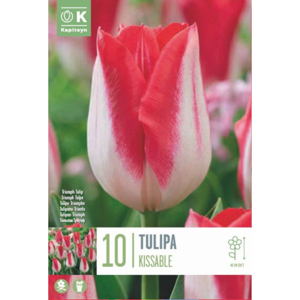 Kapiteyn 10 Tulip Surrender Spring Flowering Bulbs