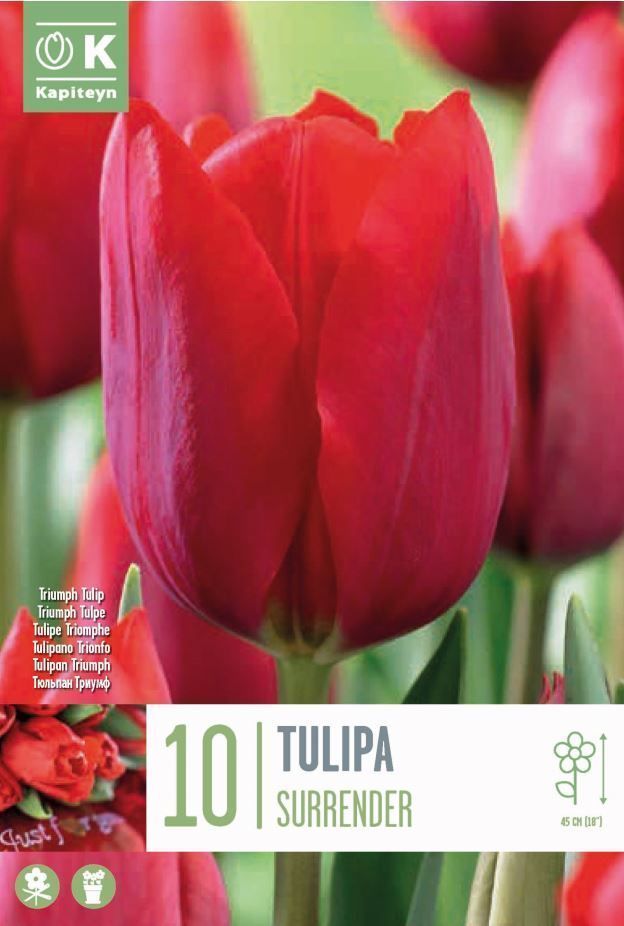 Kapiteyn 10 Tulip Surrender Spring Flowering Bulbs