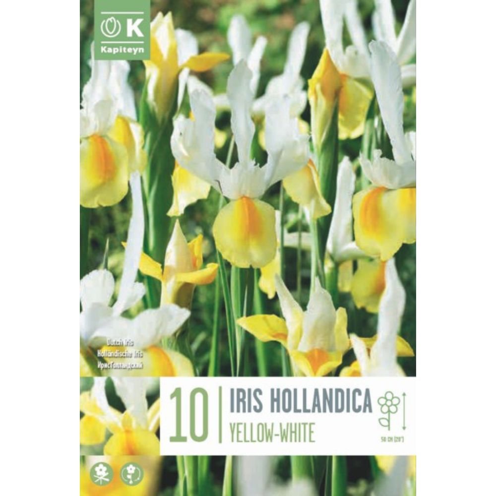 Kapiteyn 10 Yellow and White Hollandica Spring Flowering Bulbs