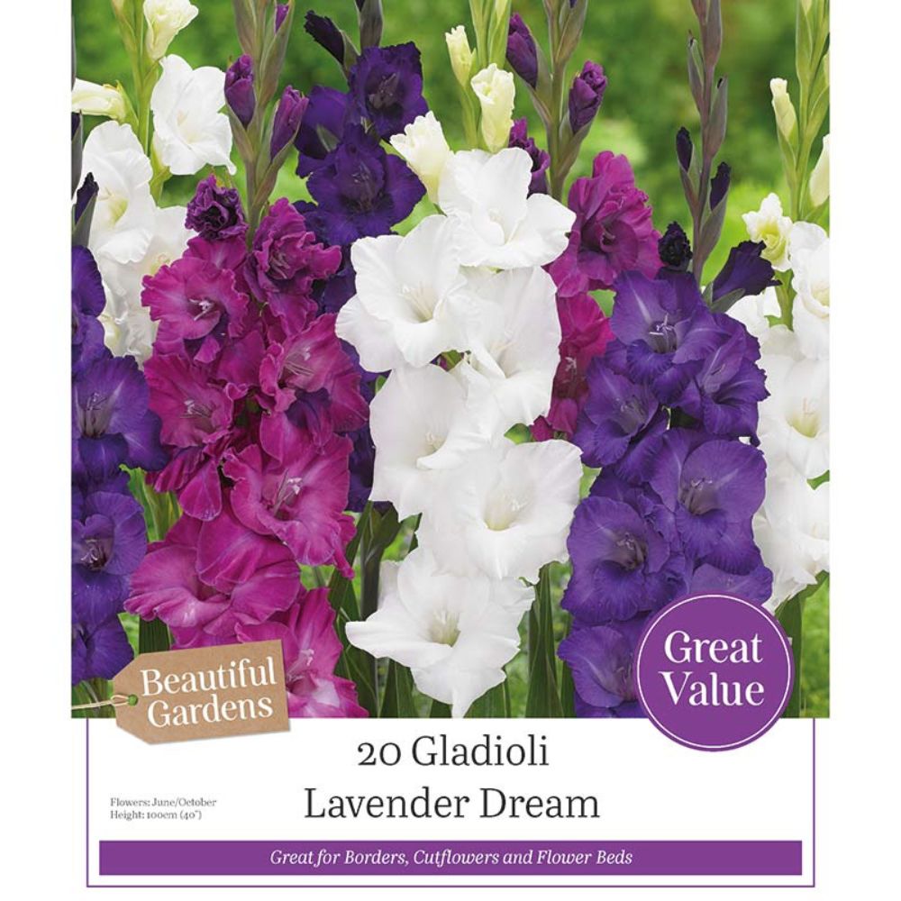 Kapiteyn 20 Gladioli Lavender Dream Summer Flowering Bulbs