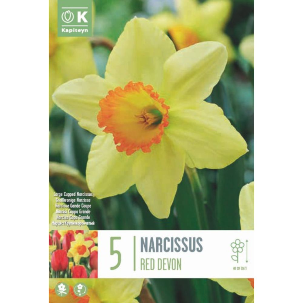 Kapiteyn 5 Narcissus Red Devon Spring Flowering Bulbs