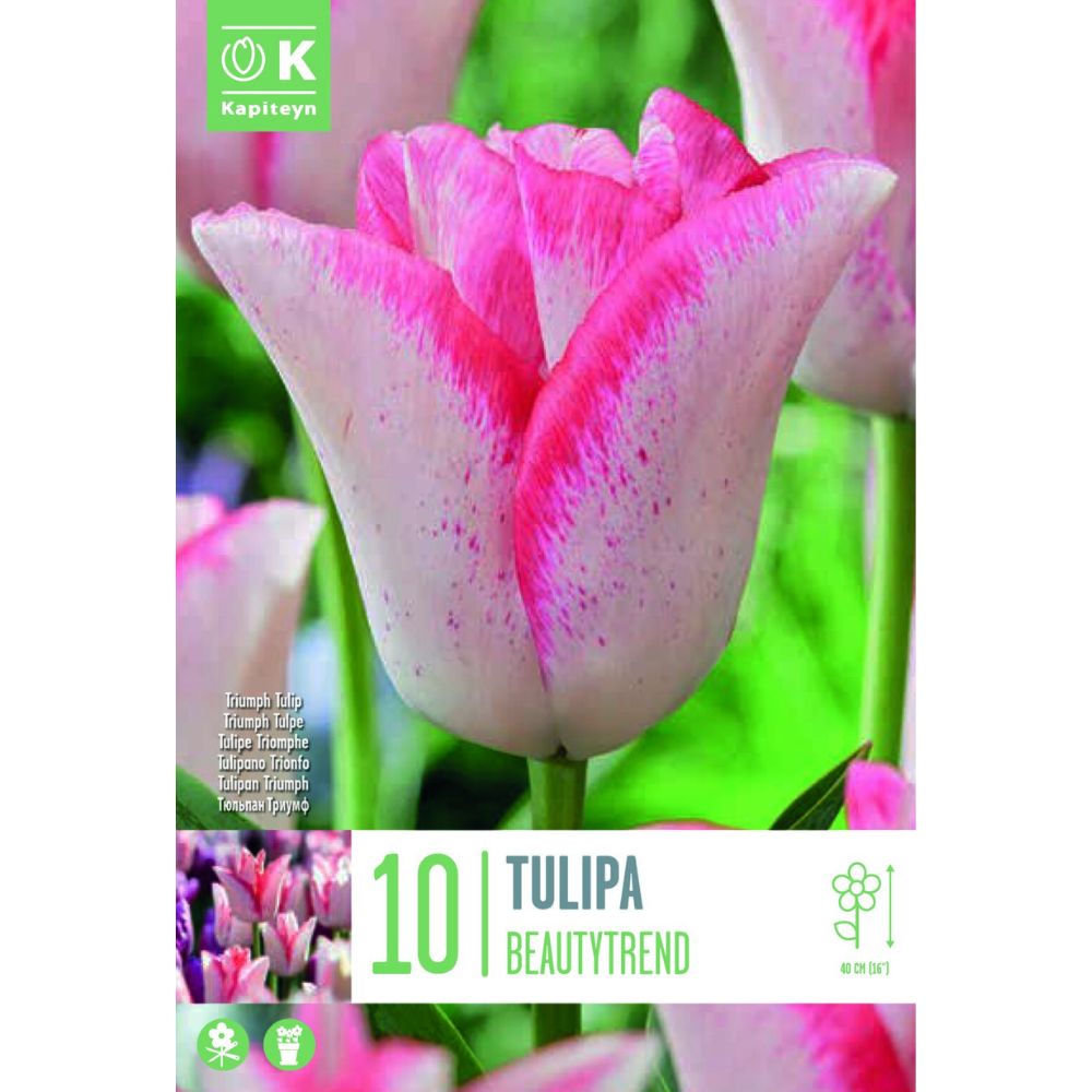 Kapiteyn 10 Tulip Beautytrend Bulbs