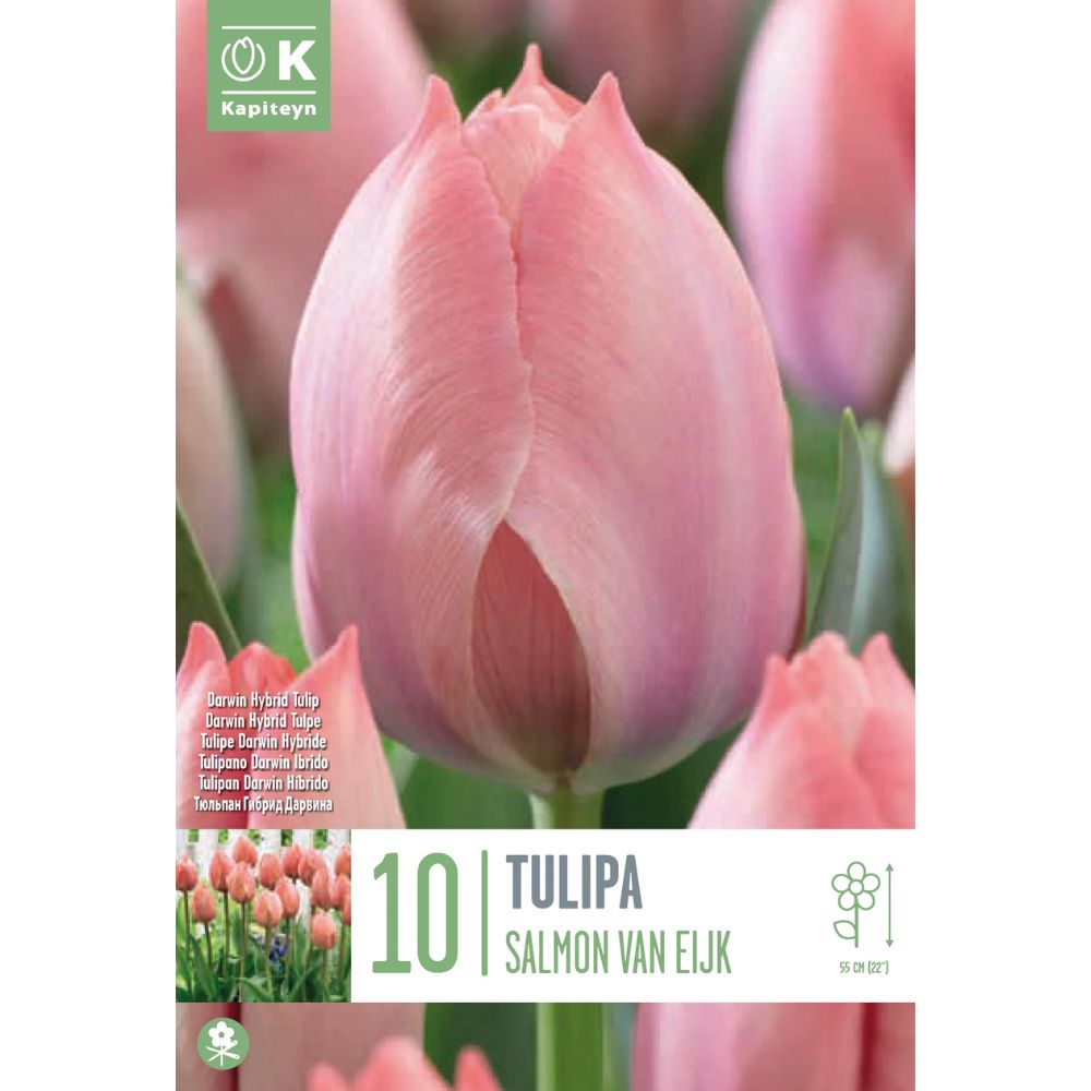 Kapiteyn 10 Tulip Salmon Van Eijk Bulbs