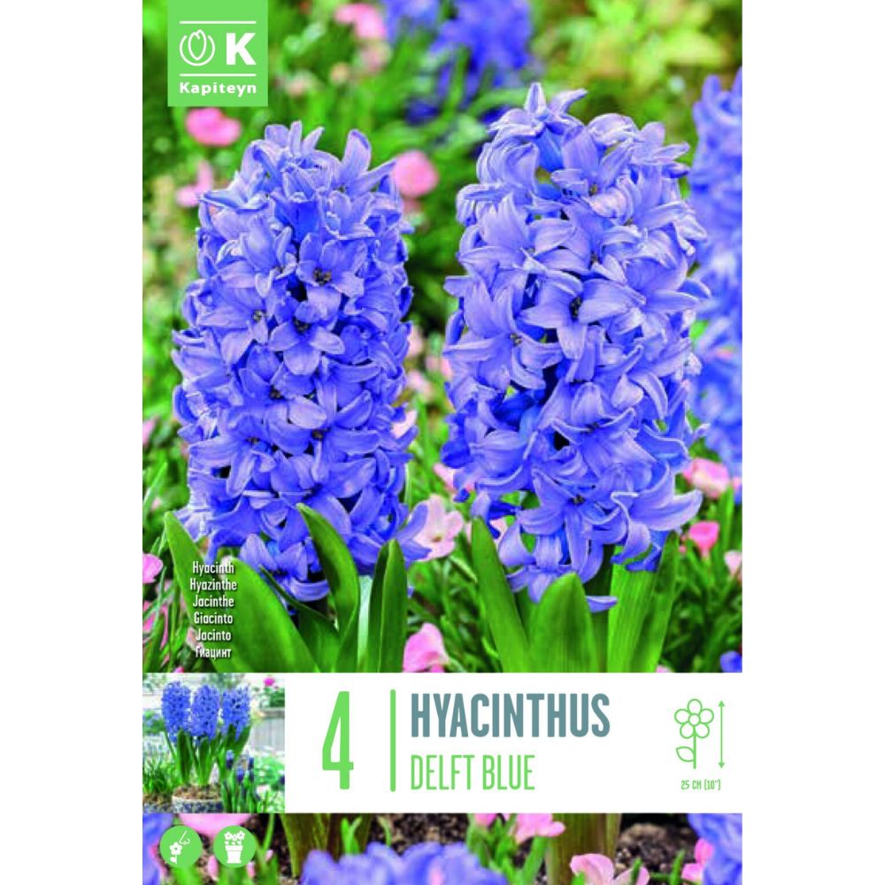 Kapiteyn 4 Hyacinthus Delft Blue Bulbs