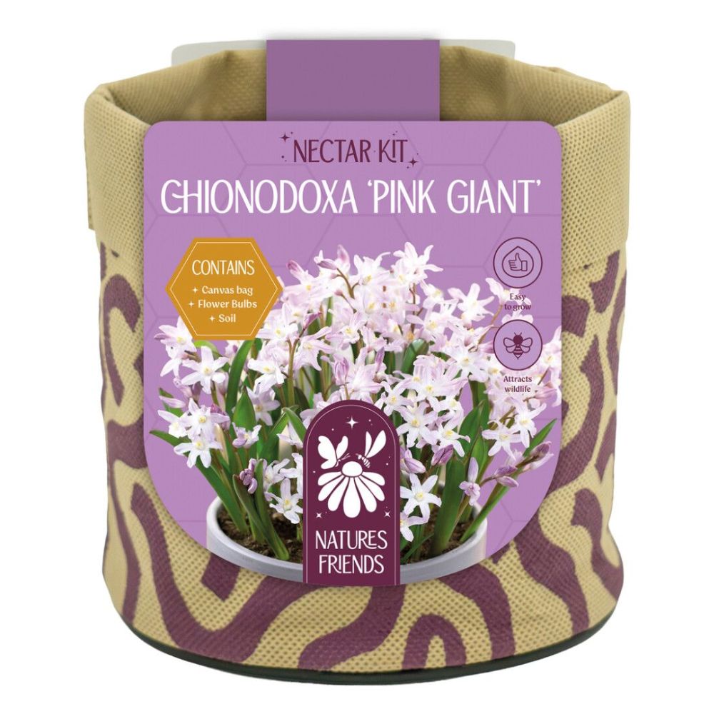 Kapiteyn Chionodoxa Pink Giant Canvas Small Gift Bulb Kit