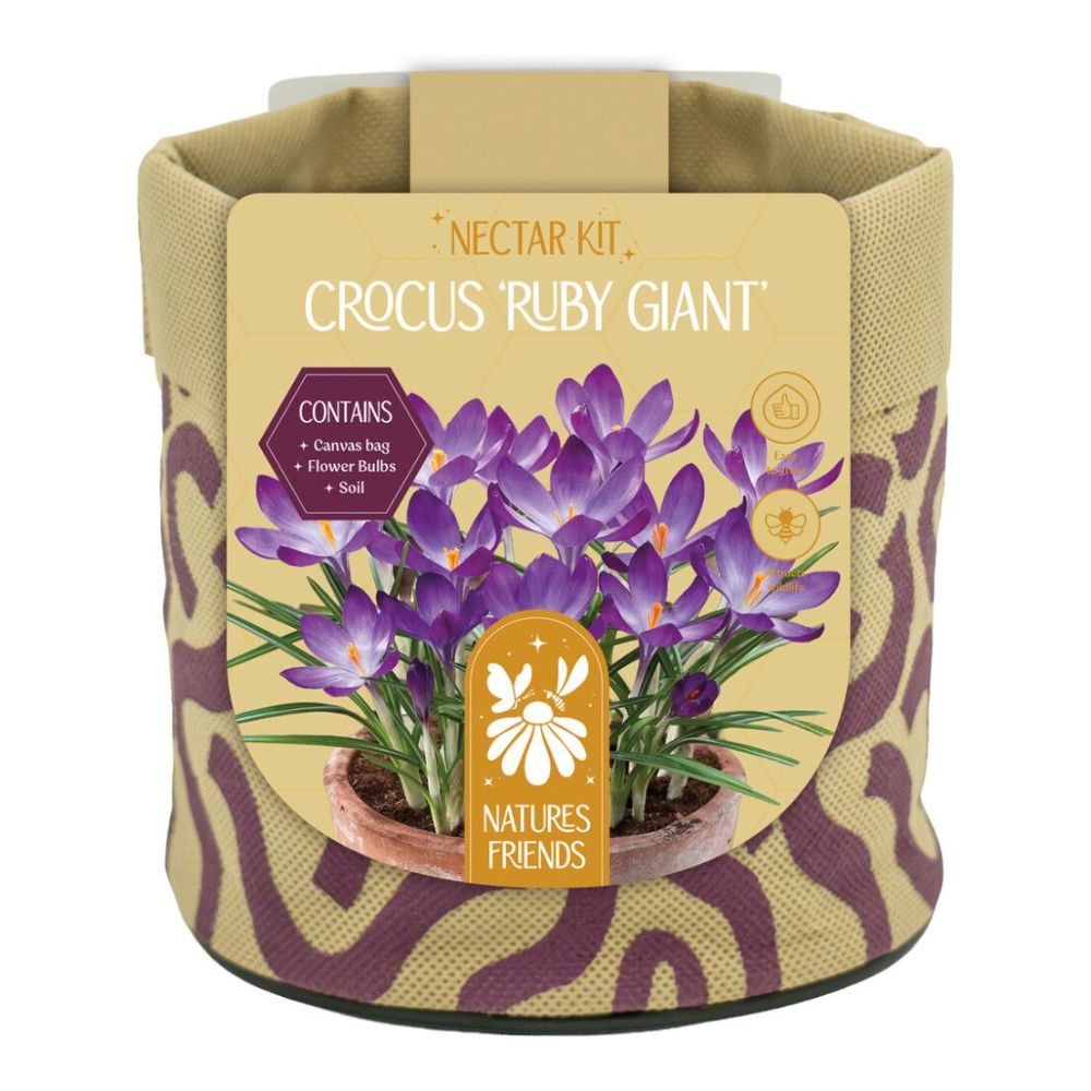Kapiteyn Crocus Ruby Giant Canvas Small Gift Bulb Kit