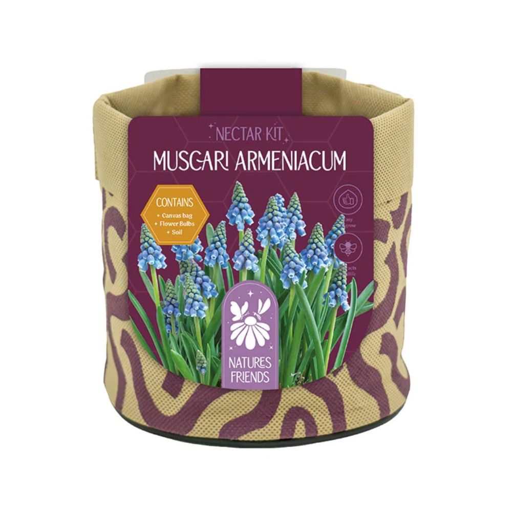 Kapiteyn Muscari Canvas Small Gift Bulb Kit