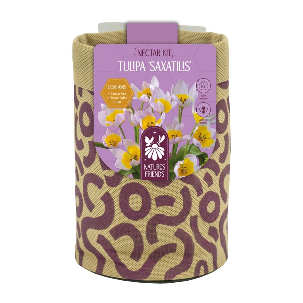 Kapiteyn Tulip Saxatilis Canvas Large Gift Bulb Kit
