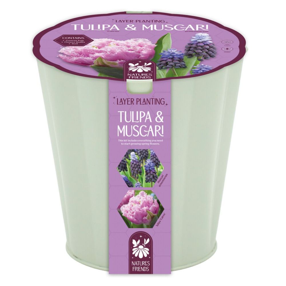 Kapiteyn Tulip & Muscari Gift Bulb Planter Pot - Purple