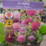 Knautia macedonica ‘Melton Pastels’ Plant - 1Ltr Pot