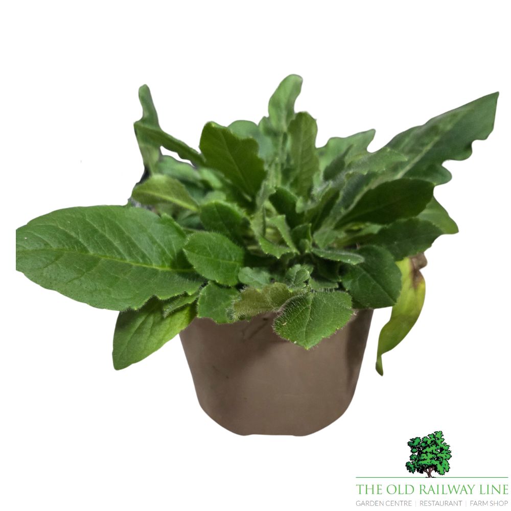 Knautia macedonica ‘Melton Pastels’ Plant - 1Ltr Pot