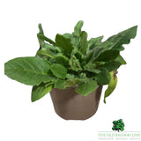 Knautia macedonica ‘Melton Pastels’ Plant - 1Ltr Pot