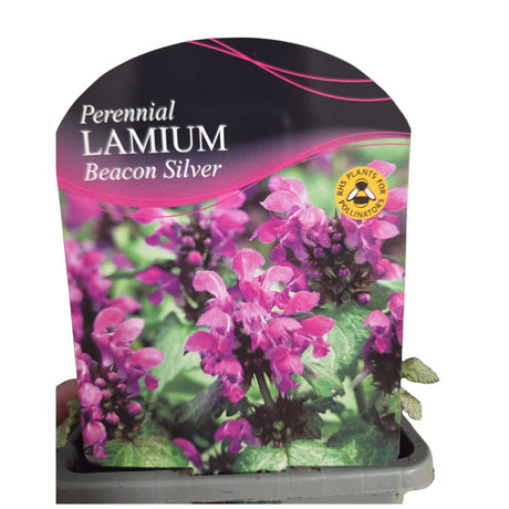 Lamium maculatum 'Beacon Silver' Plant - 1Ltr Pot