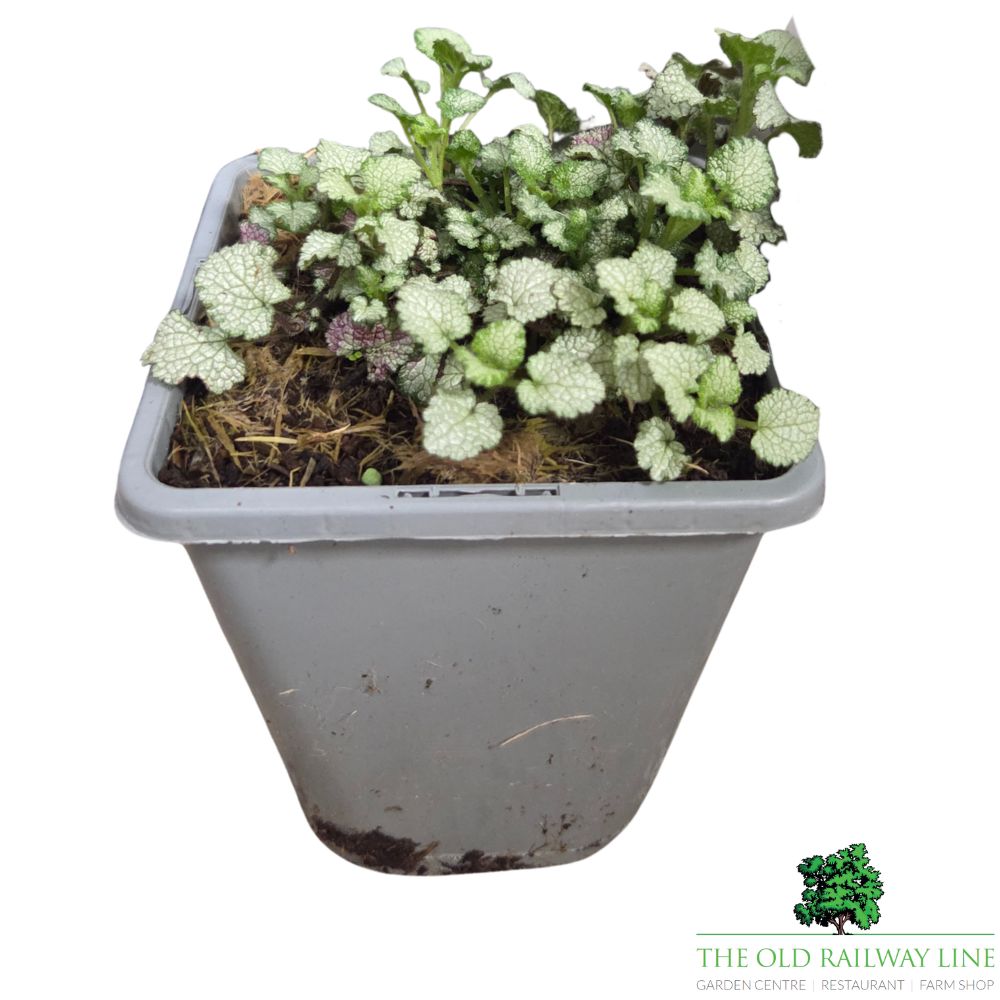 Lamium maculatum 'Beacon Silver' Plant - 1Ltr Pot