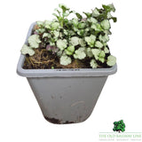 Lamium maculatum 'Beacon Silver' Plant - 1Ltr Pot