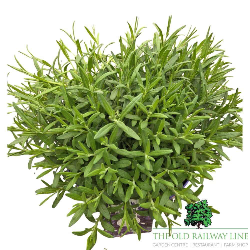 Lavandula 'Hidcote' Plant - 5Ltr Pot