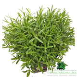 Lavandula 'Hidcote' Plant - 5Ltr Pot